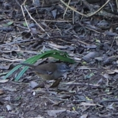 Sericornis humilis at Devonport, TAS - 6 Sep 2022