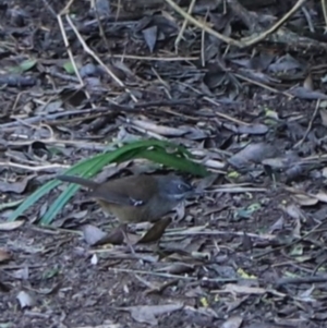 Sericornis humilis at Devonport, TAS - 6 Sep 2022