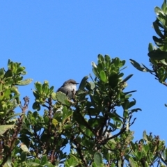 Malurus cyaneus (Superb Fairywren) at Devonport, TAS - 6 Sep 2022 by Rixon