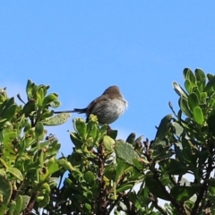 Malurus cyaneus at Devonport, TAS - 6 Sep 2022 02:00 PM