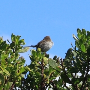 Malurus cyaneus at Devonport, TAS - 6 Sep 2022 02:00 PM