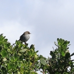 Malurus cyaneus at Devonport, TAS - 6 Sep 2022 02:00 PM