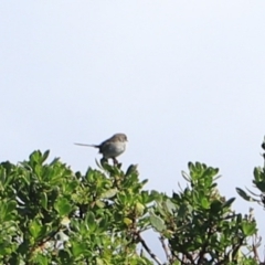 Malurus cyaneus at Devonport, TAS - 6 Sep 2022 02:00 PM