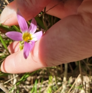 Romulea rosea var. australis at Devonport, TAS - 6 Sep 2022 01:06 PM