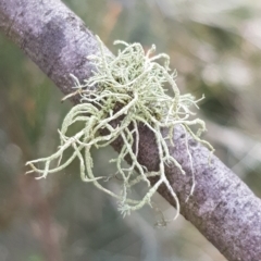 Usnea sp. (genus) (Bearded lichen) at Mount Majura - 5 Sep 2022 by HappyWanderer