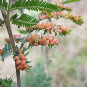 Austroacacidiplosis botrycephalae at Watson, ACT - 5 Sep 2022