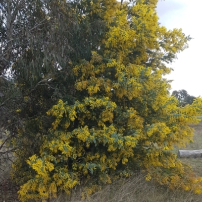 Acacia baileyana (Cootamundra Wattle, Golden Mimosa) at Watson Woodlands - 6 Sep 2022 by HappyWanderer