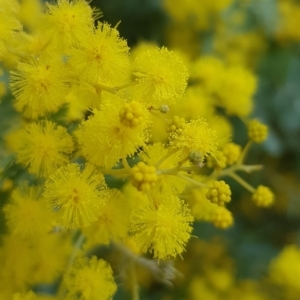 Acacia baileyana at Watson, ACT - 6 Sep 2022 12:41 PM