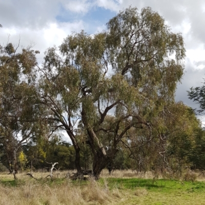 Eucalyptus goniocalyx (Bundy Box) at Watson, ACT - 6 Sep 2022 by HappyWanderer