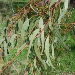 Eucalyptus goniocalyx at Watson, ACT - 6 Sep 2022