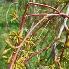 Eucalyptus goniocalyx at Watson Woodlands - 6 Sep 2022