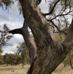 Eucalyptus goniocalyx at Watson Woodlands - 6 Sep 2022