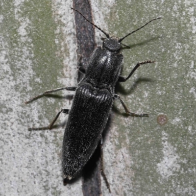 Crepidomenus fulgidus (Click beetle) at ANBG - 19 Aug 2022 by TimL