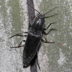 Crepidomenus fulgidus (Click beetle) at Acton, ACT - 19 Aug 2022 by TimL
