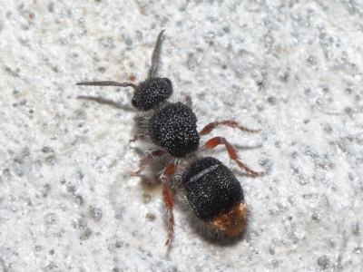 Odontomyrme sp. (genus) (A velvet ant) at Acton, ACT - 19 Aug 2022 by TimL