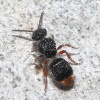 Odontomyrme sp. (genus) (A velvet ant) at Acton, ACT - 19 Aug 2022 by TimL