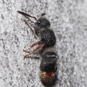 Odontomyrme sp. (genus) at ANBG - 19 Aug 2022