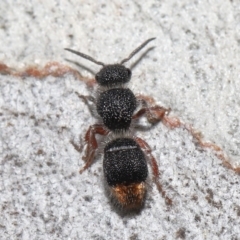 Odontomyrme sp. (genus) at Acton, ACT - 19 Aug 2022
