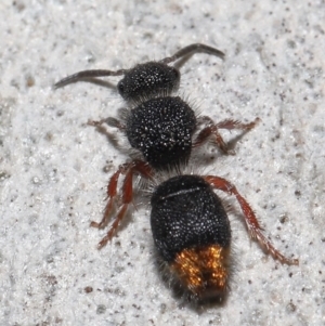 Odontomyrme sp. (genus) at ANBG - 19 Aug 2022