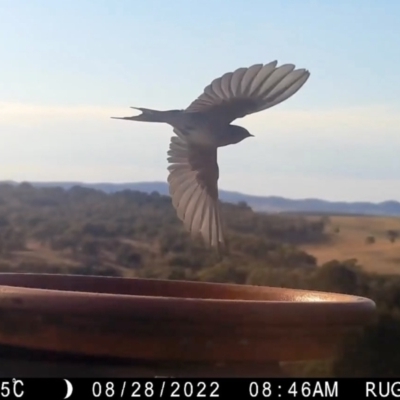 Hirundo neoxena (Welcome Swallow) at Rugosa - 27 Aug 2022 by SenexRugosus