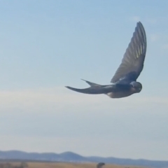 Hirundo neoxena at Yass River, NSW - 28 Aug 2022