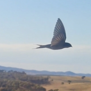 Hirundo neoxena at Yass River, NSW - 28 Aug 2022 08:46 AM