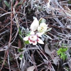 Wurmbea dioica subsp. dioica (Early Nancy) at Molonglo Valley, ACT - 6 Sep 2022 by sangio7