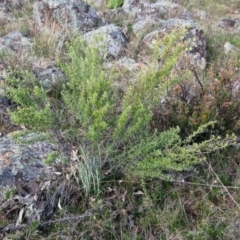 Chrysocephalum semipapposum (Clustered Everlasting) at Molonglo Valley, ACT - 4 Sep 2022 by sangio7