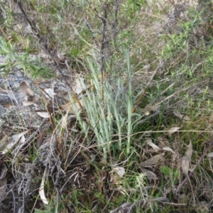 Chrysocephalum semipapposum at Molonglo Valley, ACT - 4 Sep 2022