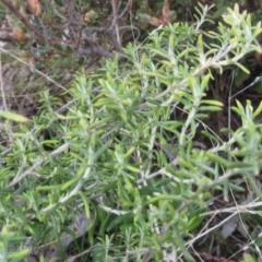 Chrysocephalum semipapposum at Molonglo Valley, ACT - 4 Sep 2022