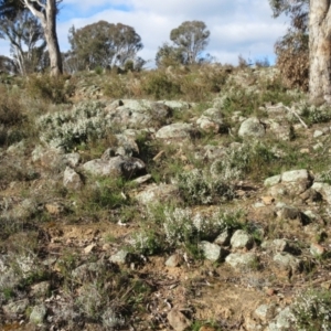Cryptandra amara at Molonglo Valley, ACT - 4 Sep 2022