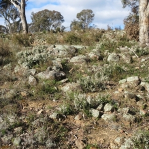 Cryptandra amara at Molonglo Valley, ACT - 4 Sep 2022 03:18 PM