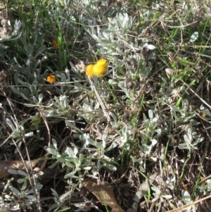 Chrysocephalum apiculatum at Molonglo Valley, ACT - 4 Sep 2022