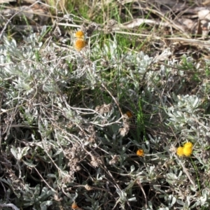 Chrysocephalum apiculatum at Molonglo Valley, ACT - 4 Sep 2022