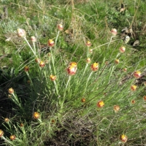 Leucochrysum albicans subsp. tricolor at Molonglo Valley, ACT - 4 Sep 2022