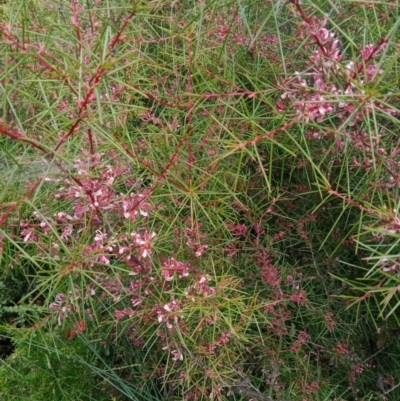 Hakea decurrens (Bushy Needlewood) at Curtin, ACT - 7 Sep 2022 by JohnDM