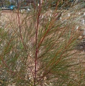 Casuarina/Allocasuarina sp. at Curtin, ACT - 6 Sep 2022