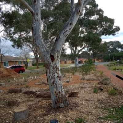 Eucalyptus mannifera (Brittle Gum) at Dawson Street Gardens - 6 Sep 2022 by JohnDM
