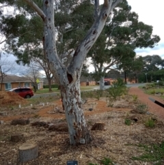 Eucalyptus mannifera (Brittle Gum) at Curtin, ACT - 6 Sep 2022 by JohnDM