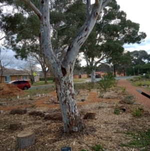 Eucalyptus mannifera at Curtin, ACT - 6 Sep 2022
