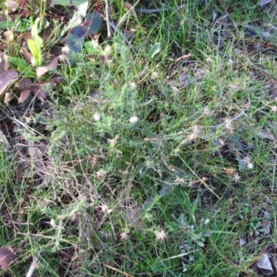 Vittadinia cuneata var. cuneata (Fuzzy New Holland Daisy) at Molonglo Valley, ACT - 4 Sep 2022 by sangio7