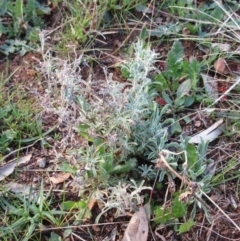 Vittadinia gracilis (New Holland Daisy) at Molonglo Valley, ACT - 4 Sep 2022 by sangio7
