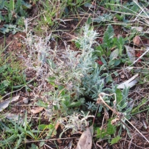 Vittadinia gracilis at Molonglo Valley, ACT - 4 Sep 2022