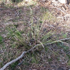 Lepidosperma laterale at Hawker, ACT - 4 Sep 2022