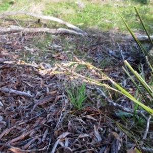 Lepidosperma laterale at Hawker, ACT - 4 Sep 2022