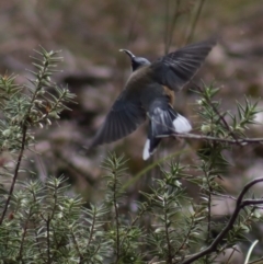 Melichrus urceolatus at Gundaroo, NSW - 18 Aug 2022