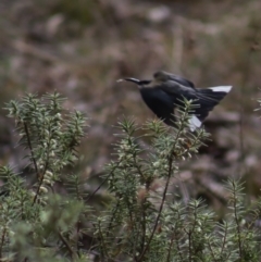 Melichrus urceolatus at Gundaroo, NSW - 18 Aug 2022