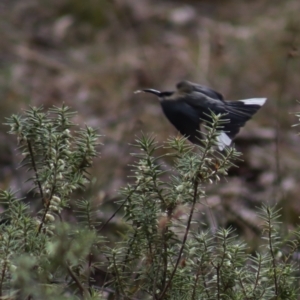 Melichrus urceolatus at Gundaroo, NSW - 18 Aug 2022