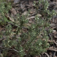 Melichrus urceolatus at Gundaroo, NSW - 18 Aug 2022