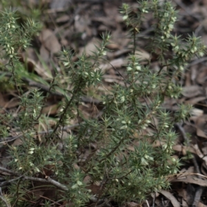 Melichrus urceolatus at Gundaroo, NSW - 18 Aug 2022